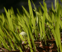 Are E-Cigarettes Better For The Planet? - SMOKO E Cigarettes