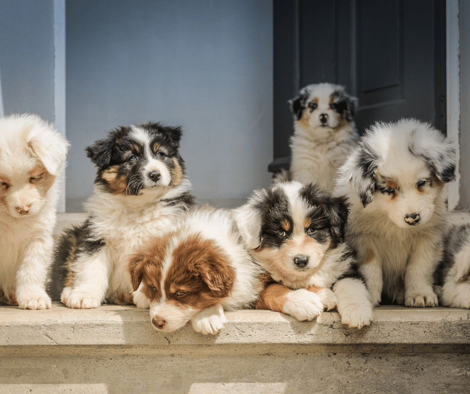 el humo del vape afecta a los perros