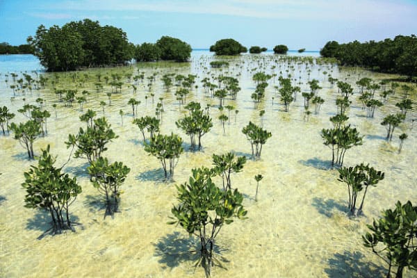 SMOKO Los cigarrillos electrónicos respaldan proyectos de secuestro de carbono a largo plazo, como la plantación de bosques de manglares en Madagascar