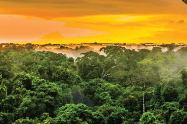 SMOKO E-Cigarettes supports carbon offset projects like rainforest preservation