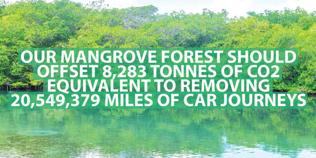 SMOKO E-Cigarettes har plantet over 27000 mangrovetrær som vil binde over 8100 tonn CO2 i løpet av skogens levetid