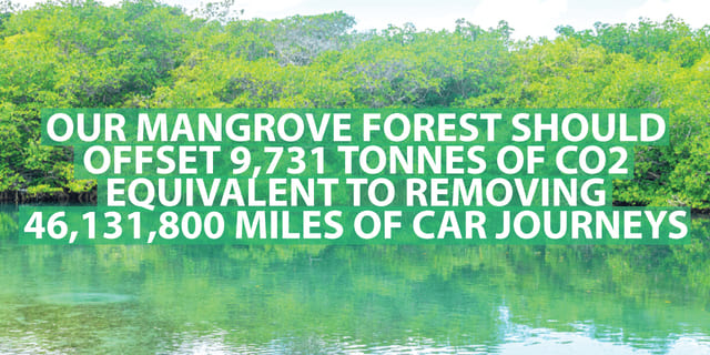 SMOKO E-Cigs have helped to plant 32,000+ trees that will offset 9731 tonnes of CO2 equal to 46M car miles