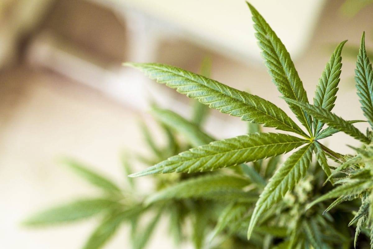 SMOKO's CBD Oral Drops werden aus biologisch angebauten Cannabis-Sativa-Pflanzen hergestellt