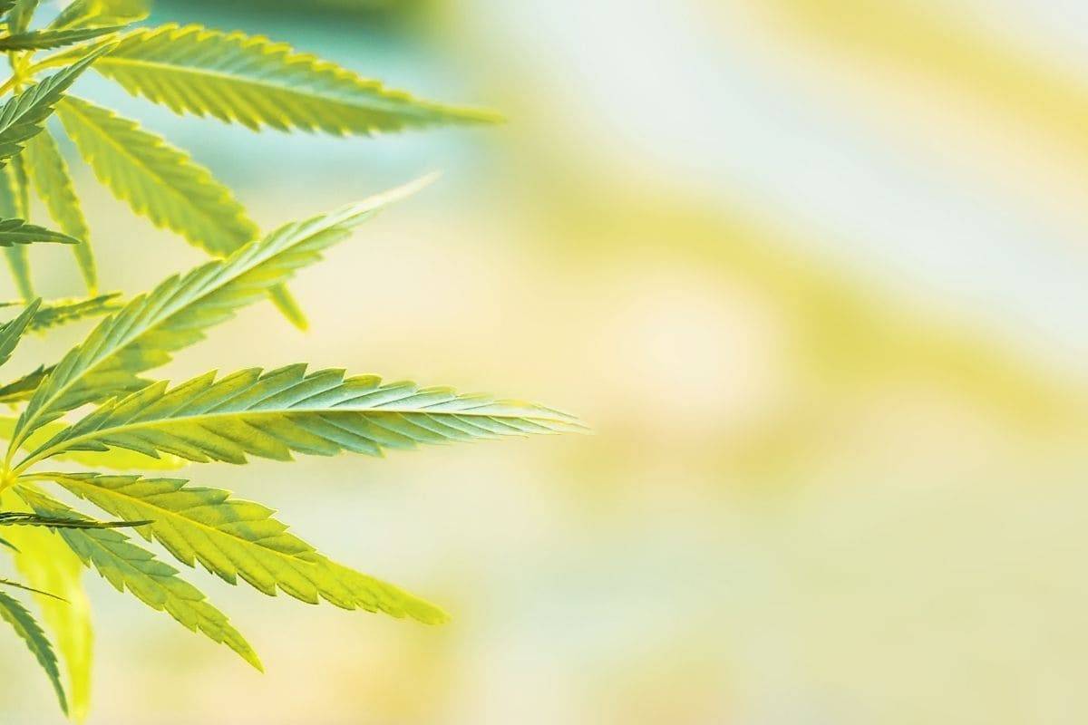 SMOKO's CBD Oils og CBD Gummies er laget av økologisk dyrkede cannabis sativa planter